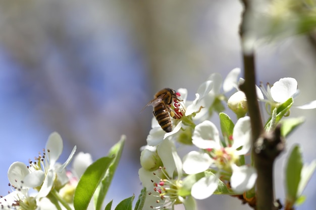 Honigbiene, die Blütenstaub von blühenden Blumen erntet