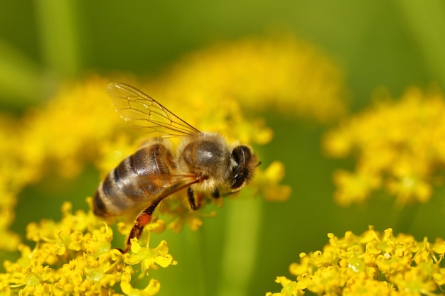 Honigbiene, die Blütenstaub von blühenden Blumen erntet