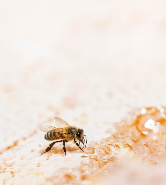 Honigbiene, die Honig auf dem Rahmen eines Bienenstocks isst, wo Wachs isoliert auf weißem Hintergrund bleibt