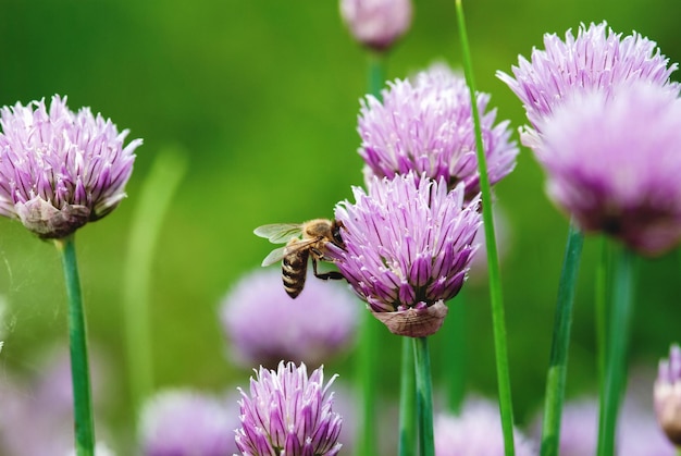 Honigbiene, die Nektar auf lila Schnittlauchblumen sammelt, blüht Sommernaturhintergründe