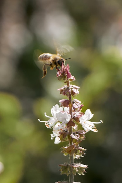 Foto honigbiene fliegen um die blume herum und sammeln nektar