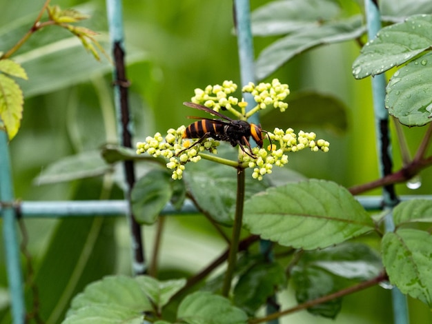 Honigbiene Flora Gliederfüßer Natur Nahaufnahme Insekt