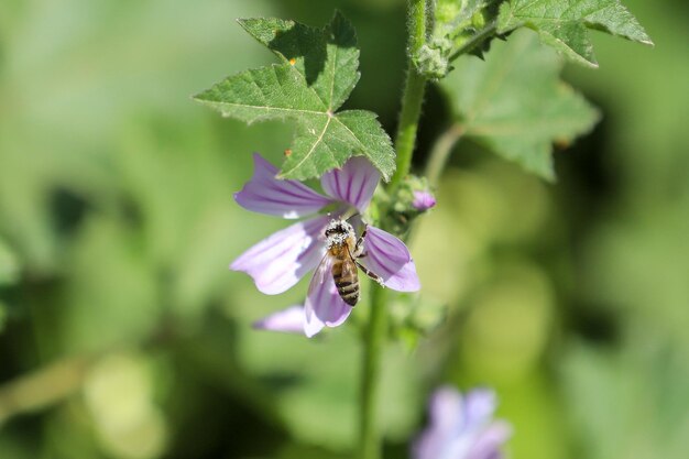 Honigbiene sammelt Blütenstaub. Biene auf einer Blume.