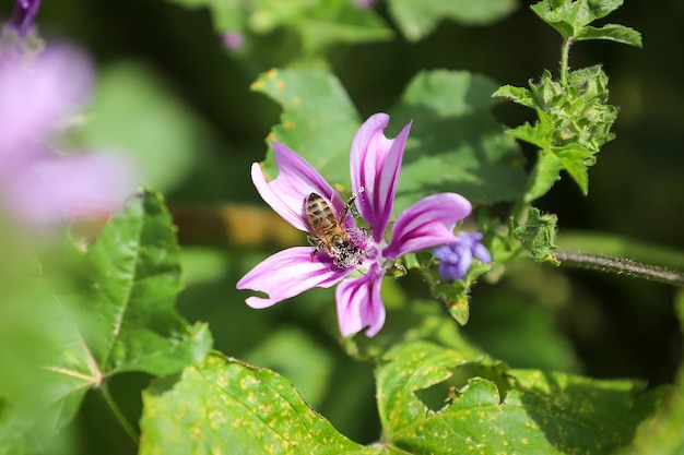 Honigbiene sammelt Blütenstaub. Biene auf einer Blume.