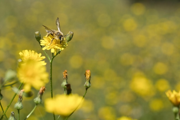 Honigbiene sammelt Nektar auf einer Blumenwiese mit gelben Blüten Fleißiges Insekt