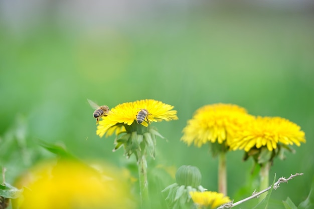 Honigbiene sammelt Nektar auf gelben Löwenzahnblumen, die auf der Sommerwiese im grünen, sonnigen Garten blühen.