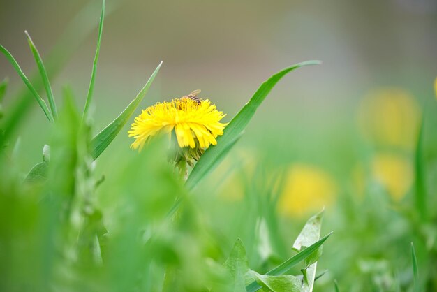 Honigbiene sammelt Nektar auf gelben Löwenzahnblumen, die auf der Sommerwiese im grünen, sonnigen Garten blühen