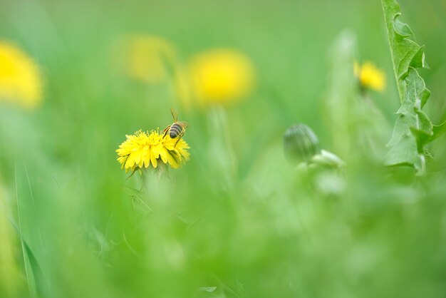 Honigbiene sammelt Nektar auf gelben Löwenzahnblumen, die auf der Sommerwiese im grünen, sonnigen Garten blühen