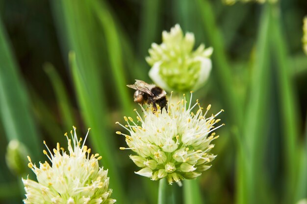 Honigbiene sammelt Pollen auf Blume, Nahaufnahme