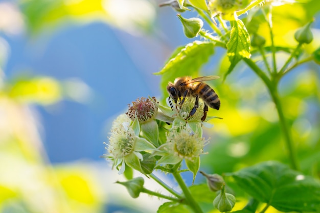 Honigbiene sammelt Pollen von Blumen.