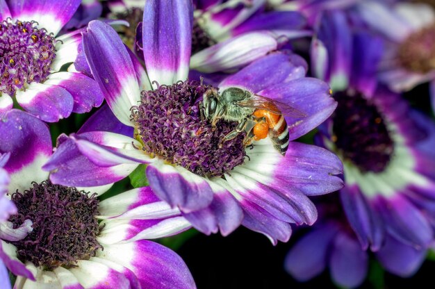 Honigbiene saugt Nektar aus blauen Blüten