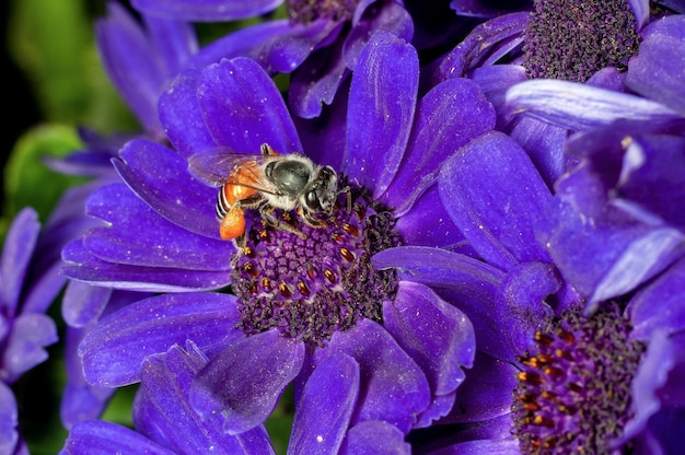 Honigbiene saugt Nektar aus blauen Blüten