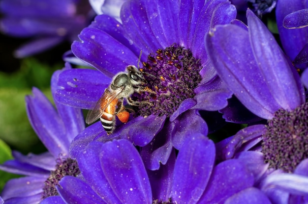 Honigbiene saugt Nektar aus blauen Blüten