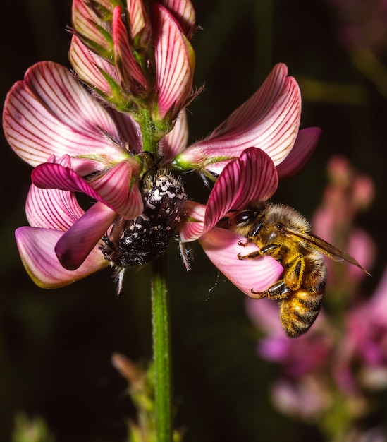 Honigbiene sitzt auf einer Blume und sucht nach Pollen