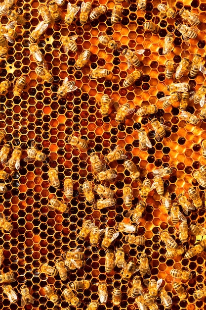 Honigbienen auf Honigpollenrahmen Nahaufnahme