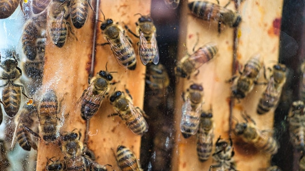 Honigbienen bei der Arbeit im Bienenstock Detaillierte Makroaufnahme von Insekten Bienen sammeln Pollen