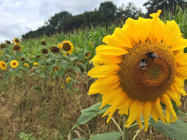 Honigbienen bestäuben Sonnenblumen