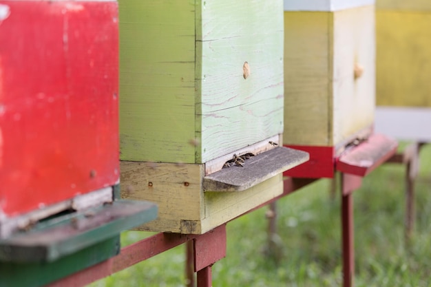 Honigbienen fliegen bei Tageslicht zu Bienenstöcken auf der Wiese