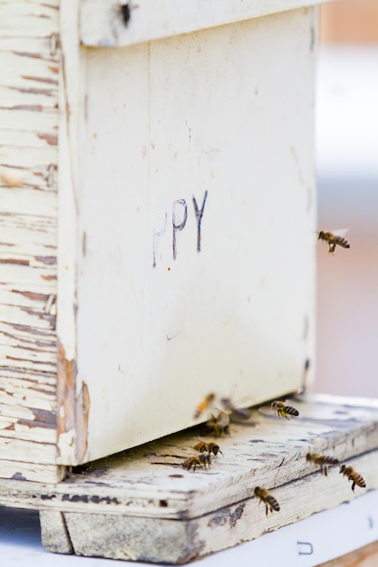 Honigbienen kehren in den Honigstock zurück.