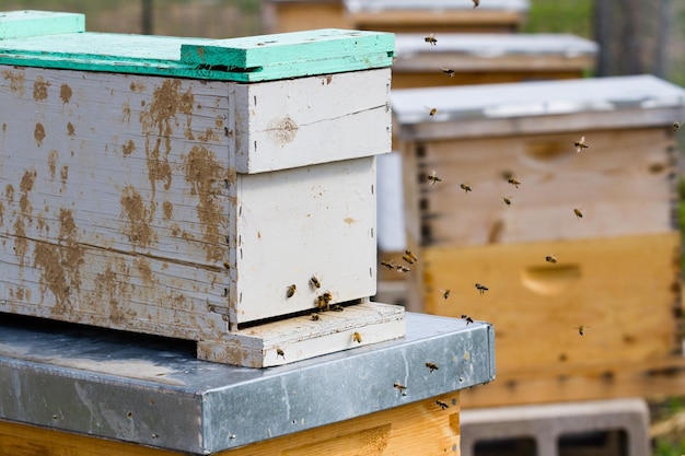 Honigbienen kehren in den Honigstock zurück.