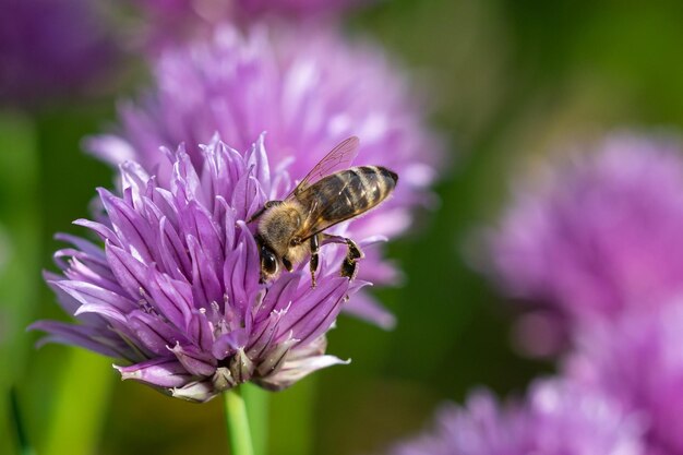 Honigbienen sammeln Nektar aus Schnittlauchpflanzenblüten