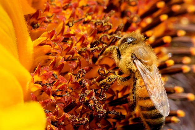 Honigbienen sammeln Nektar