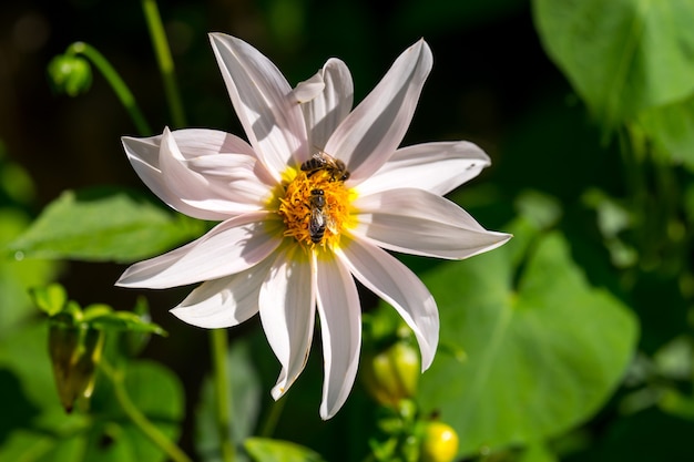 Honigbienen sammeln Pollen von der weißen Kosmosblume mit Sonnenuntergang.