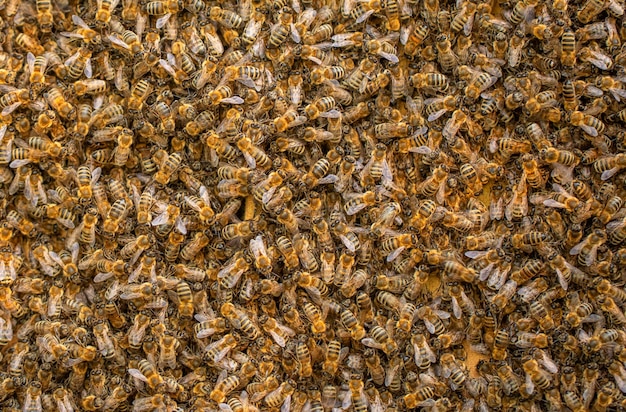 Honigbienen Schwarmtransplantation Textur Viele Insekten