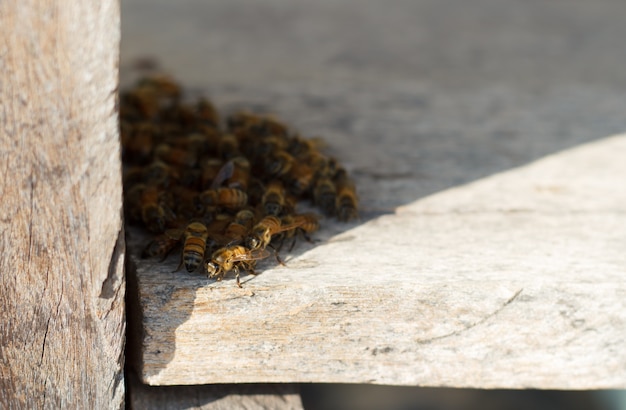 Honigbienenbrummen, die versuchen, den Bienenstock auf einem Landungsbrett einzutragen.