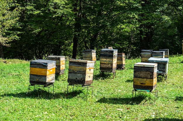 Honigbienenstock in Dzveli Shuamta