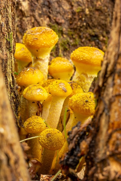 Honigpilz der Waldpilze, der an den Wurzeln des Baumes im Herbstwald wächst