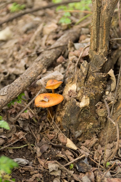 Honigpilz wächst auf einem Baumstumpf im Wald