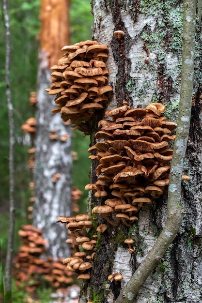 Honigpilze wachsen auf einem Baumstamm Essbare Pilze im Wald