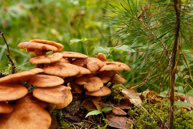 Honigpilze wachsen in Moos im Wald