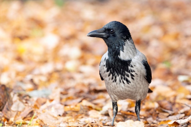 Hooded Crow - close-up no contexto de folhas caídas...