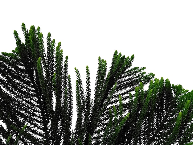 Hoop Pine Leaves oder Norfolk Island Pine Leaf auf weißem Hintergrund