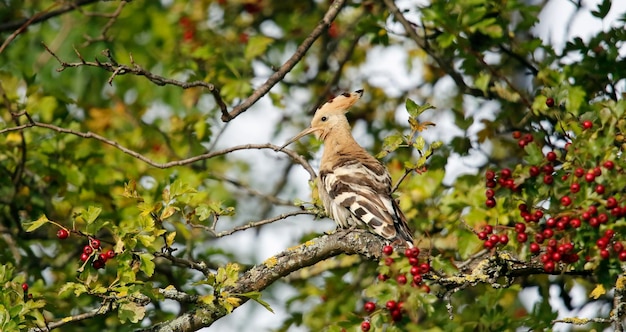 Hoopoe enfeitando-se em uma árvore