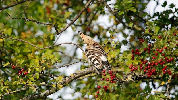 Hoopoe enfeitando-se em uma árvore