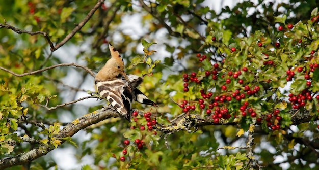 Hoopoe enfeitando-se em uma árvore