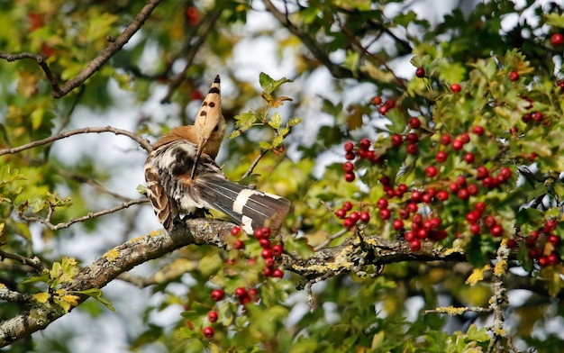 Hoopoe enfeitando-se em uma árvore