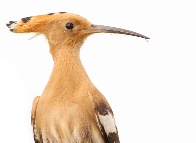 Hoopoe Upupa Belo pássaro marrom com um bico longo e curvo Isolado