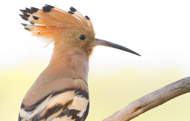 Hoopoe Upupa epops Bird closeup Abriu uma crista na minha cabeça