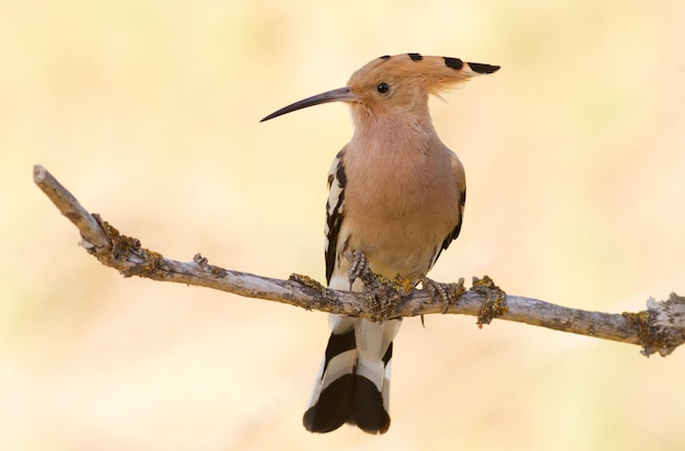 Hoopoe Upupa epops Bird em um fundo dourado