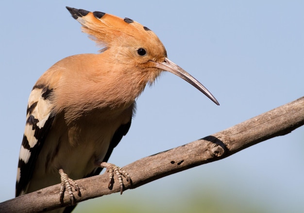 Hoopoe Upupa epops Hoopoe canta