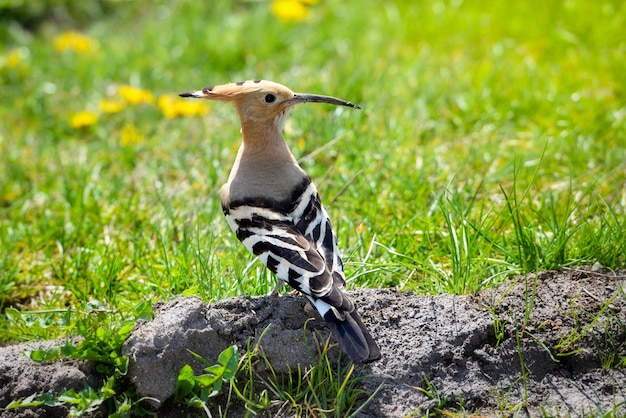 Foto hoopoe upupa epops hoopoe eurasiático na grama verde