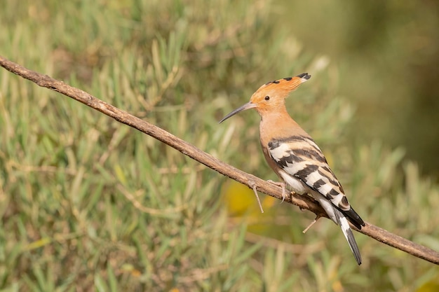 Hoopoe (Upupa epops) Málaga, Espanha