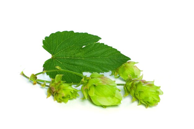 Hop aislado en blanco
