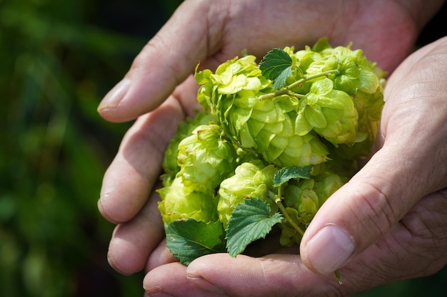 Hopfen im Nordosten Chinas im August