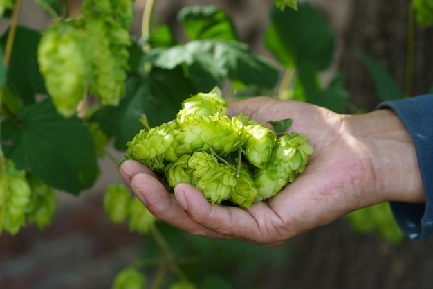 Hopfen im Nordosten Chinas im August