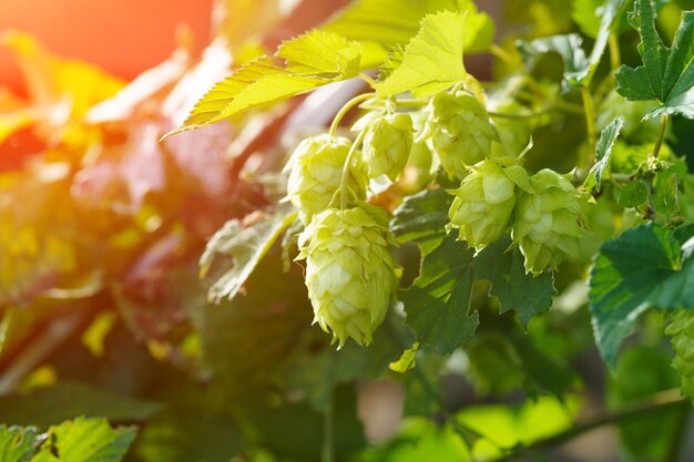 Hopfen im Nordosten Chinas im August